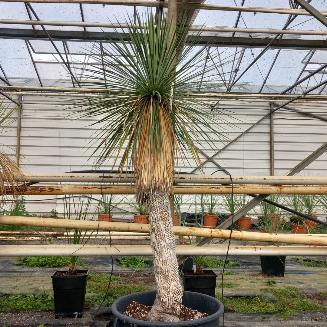 Yucca linearifolia, stem/plant/total 105/150/185 cm, pot 30 ltr. (SH01)