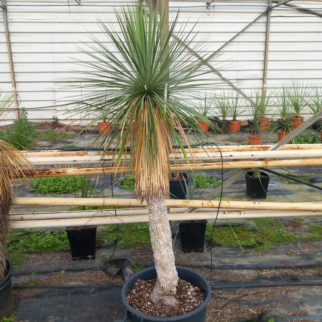 Yucca linearifolia, stem/plant/total 105/150/185 cm, pot 30 ltr. (SH01)