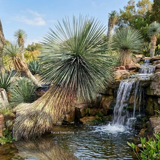 Yucca linearifolia, untrimmed curved form, 2 trunks, pot Ø 75 cm (No. 4)