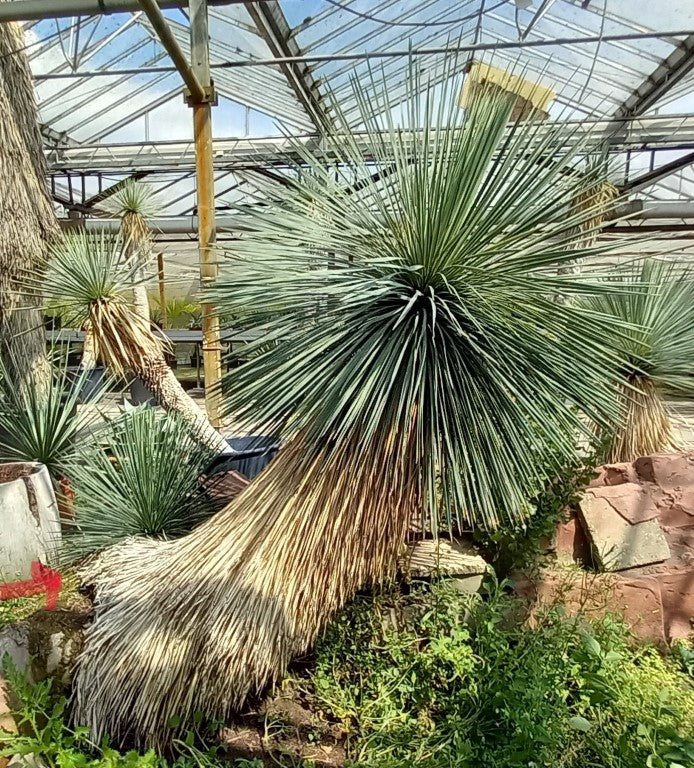 Yucca linearifolia, untrimmed curved form, 2 heads, pot Ø 75 cm 