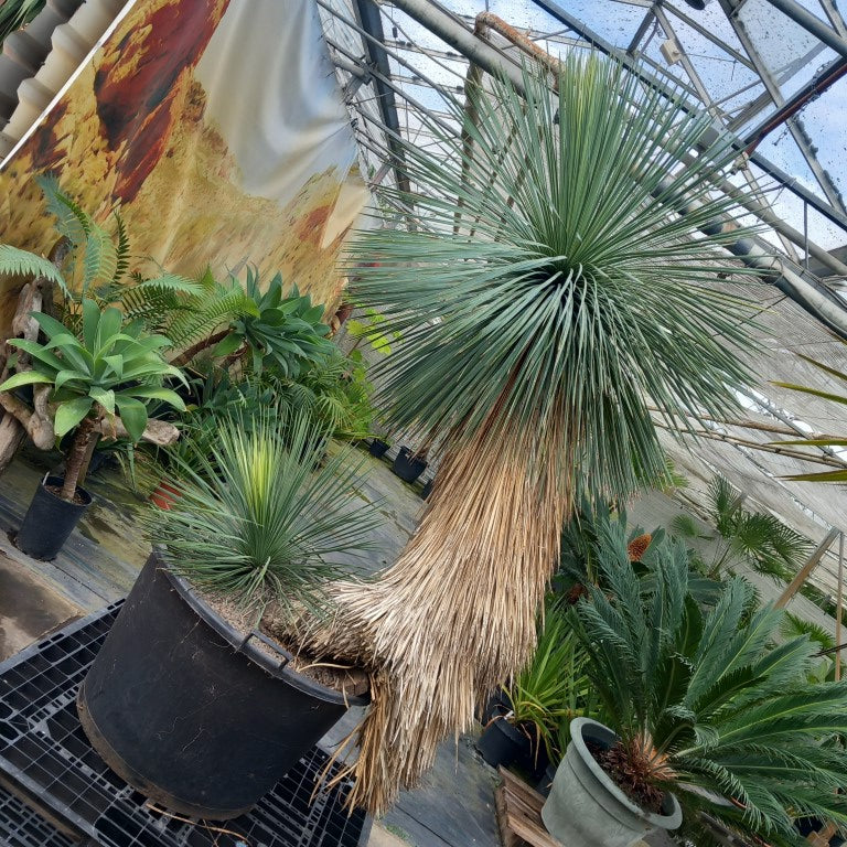 Yucca linearifolia, untrimmed curved form, 2 heads, pot Ø 75 cm 