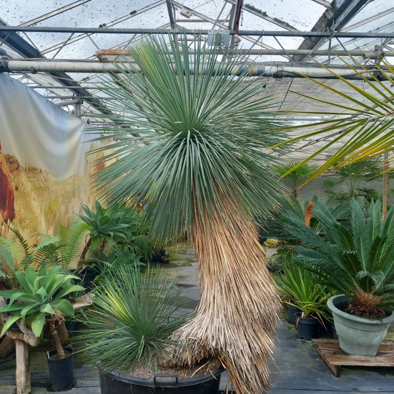 Yucca linearifolia, untrimmed curved form, 2 heads, pot Ø 75 cm 