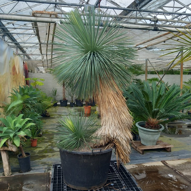 Yucca linearifolia, untrimmed curved form, 2 heads, pot Ø 75 cm 