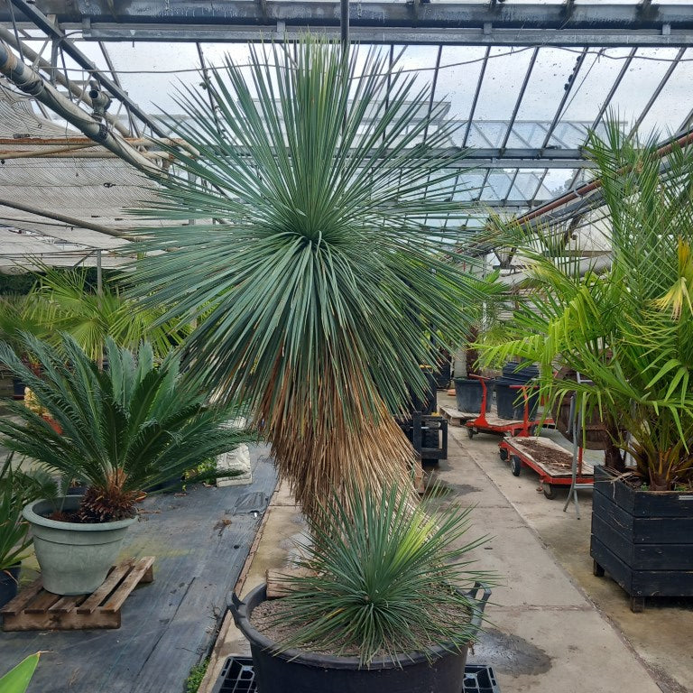 Yucca linearifolia, untrimmed curved form, 2 heads, pot Ø 75 cm 