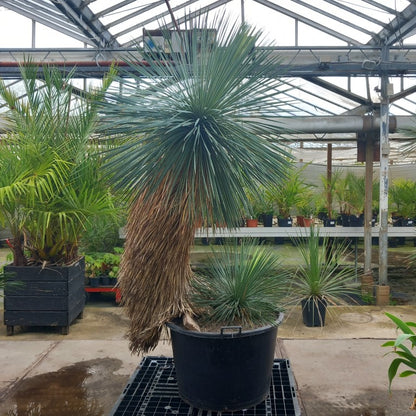Yucca linearifolia, untrimmed curved form, 2 heads, pot Ø 75 cm 