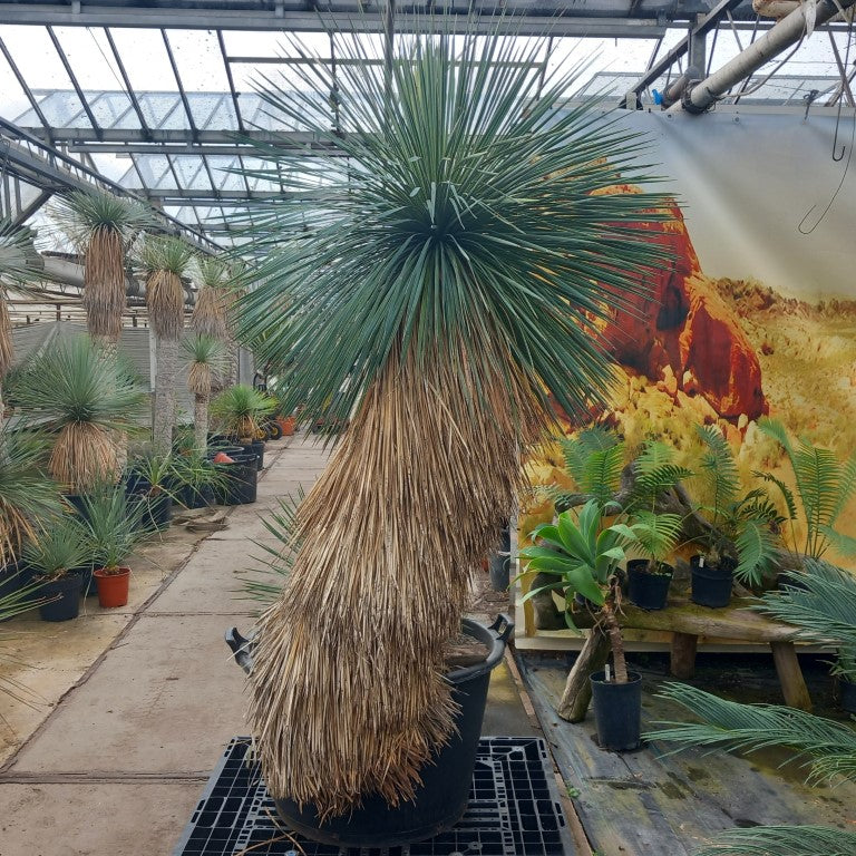 Yucca linearifolia, untrimmed curved form, 2 heads, pot Ø 75 cm 