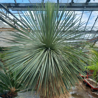 Yucca linearifolia, untrimmed curved form, 2 heads, pot Ø 75 cm 
