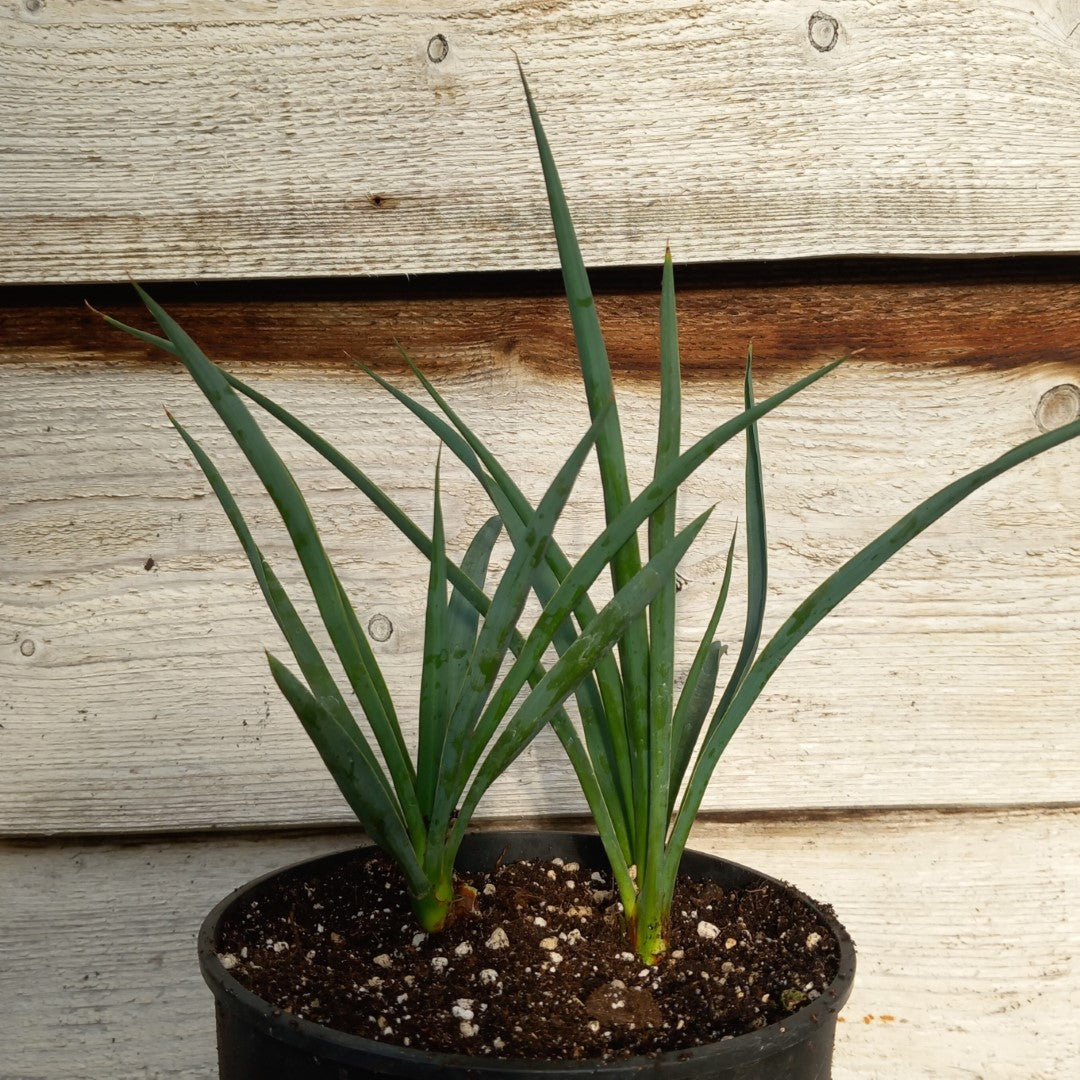 Yucca hybrid: linearifolia galeana x treculeana (No. 1)