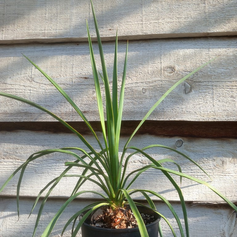 Yucca hybrid: linearifolia galeana x treculeana