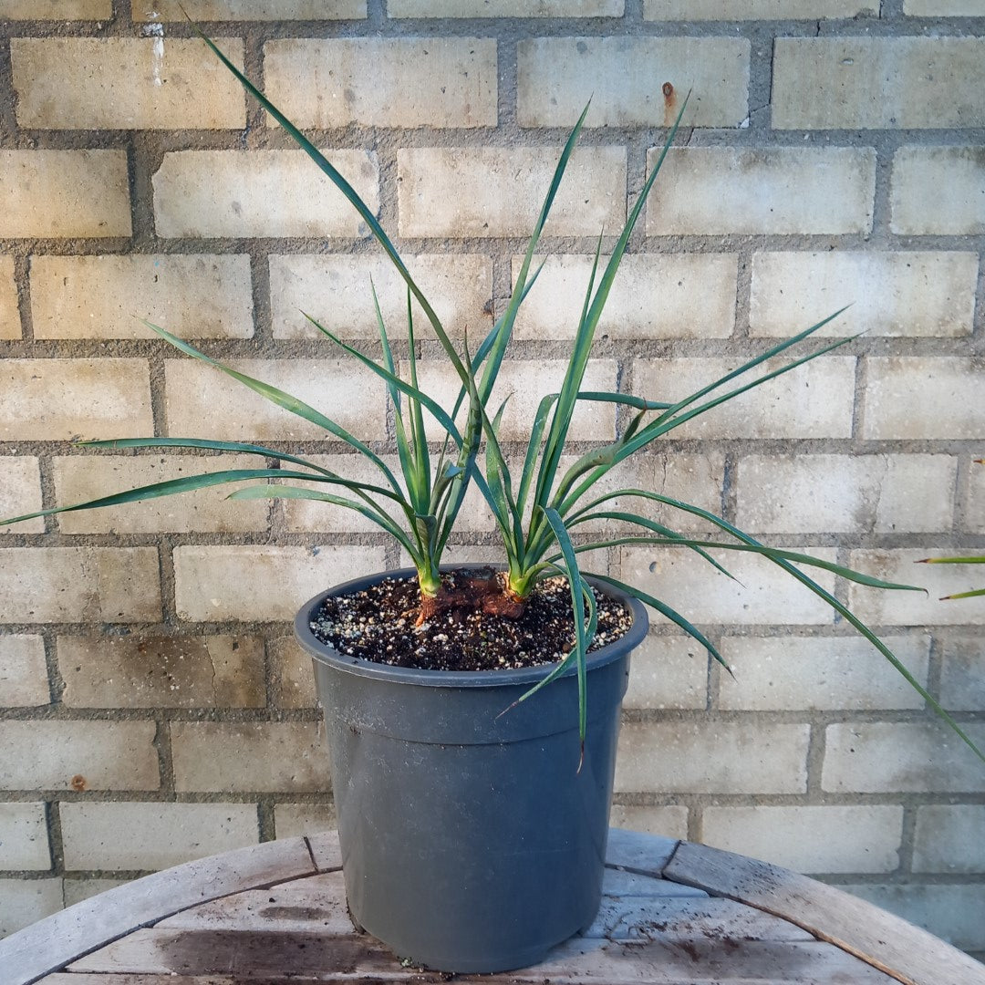 Yucca hybrid: linearifolia galeana x treculeana, stem/plant/total 2 x 4/43/62 cm  (No. 2)