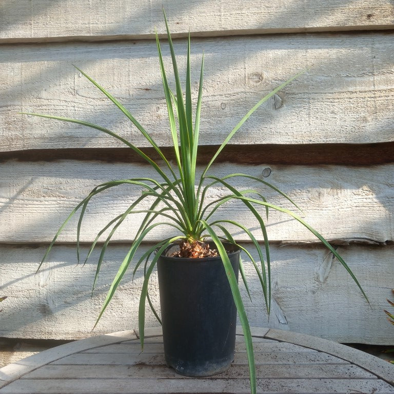 Yucca hybrid: linearifolia galeana x treculeana
