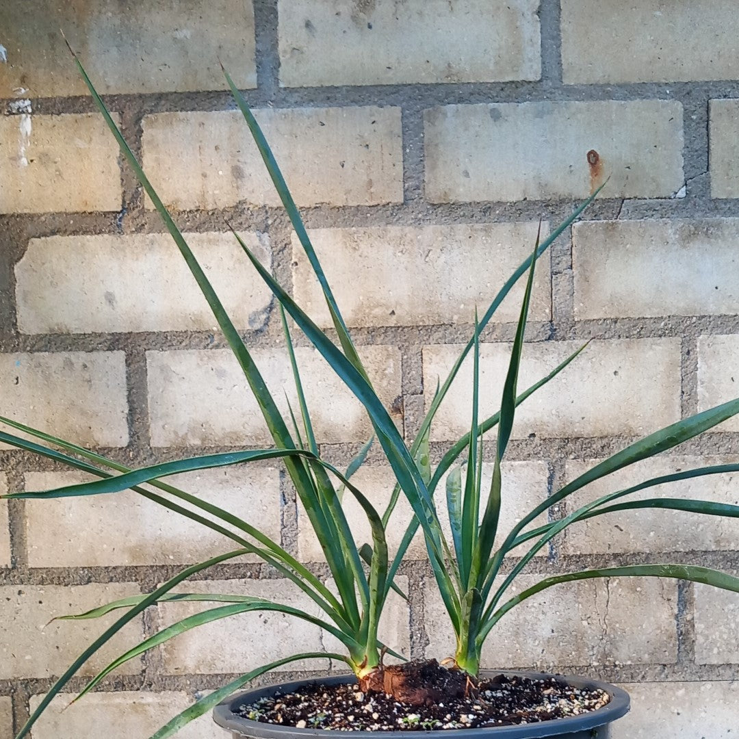 Yucca hybrid: linearifolia galeana x treculeana, stem/plant/total 2 x 4/43/62 cm  (No. 2)