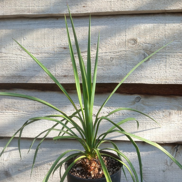 Yucca hybrid: linearifolia galeana x treculeana