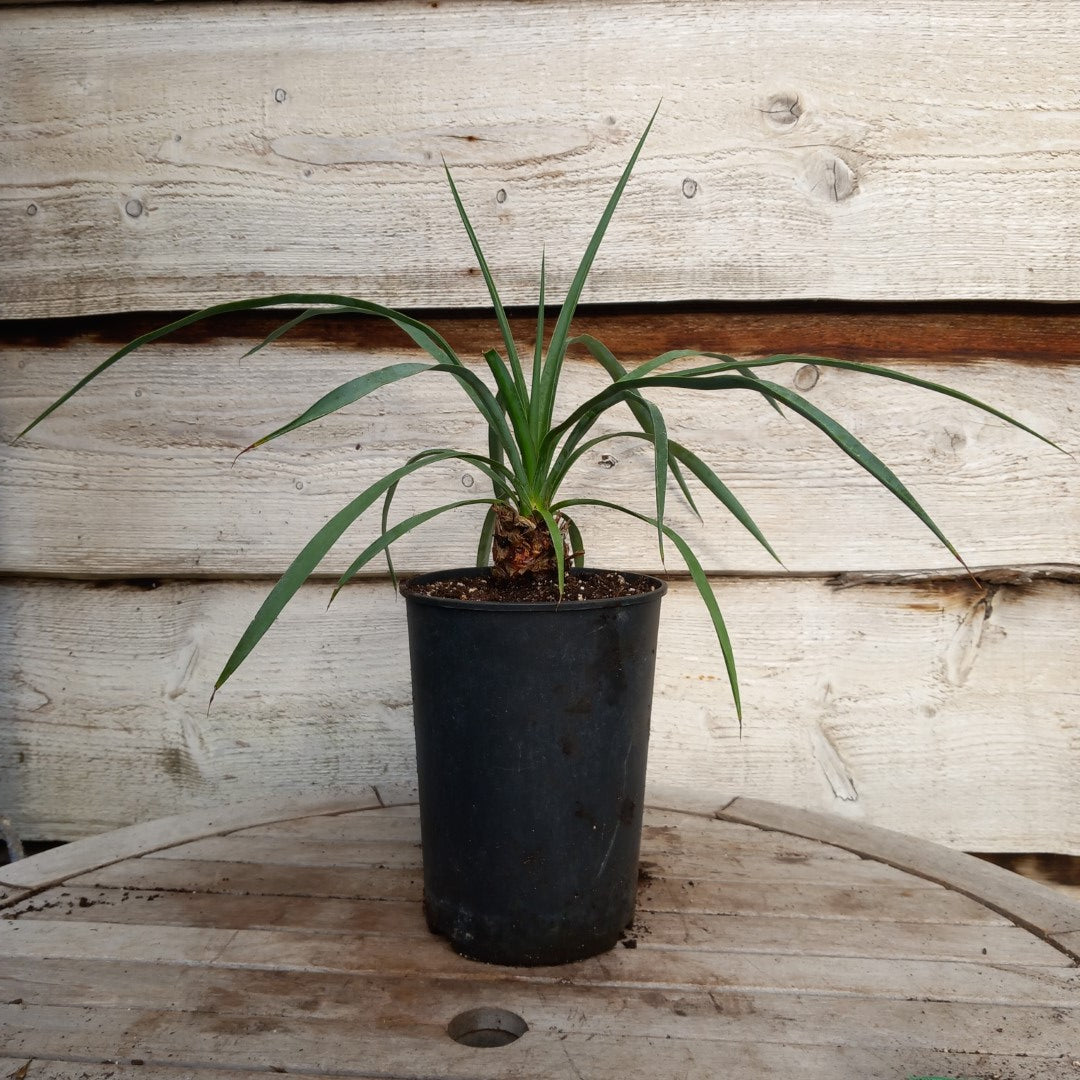 Yucca hybrid: linearifolia galeana x treculeana (No. 2)