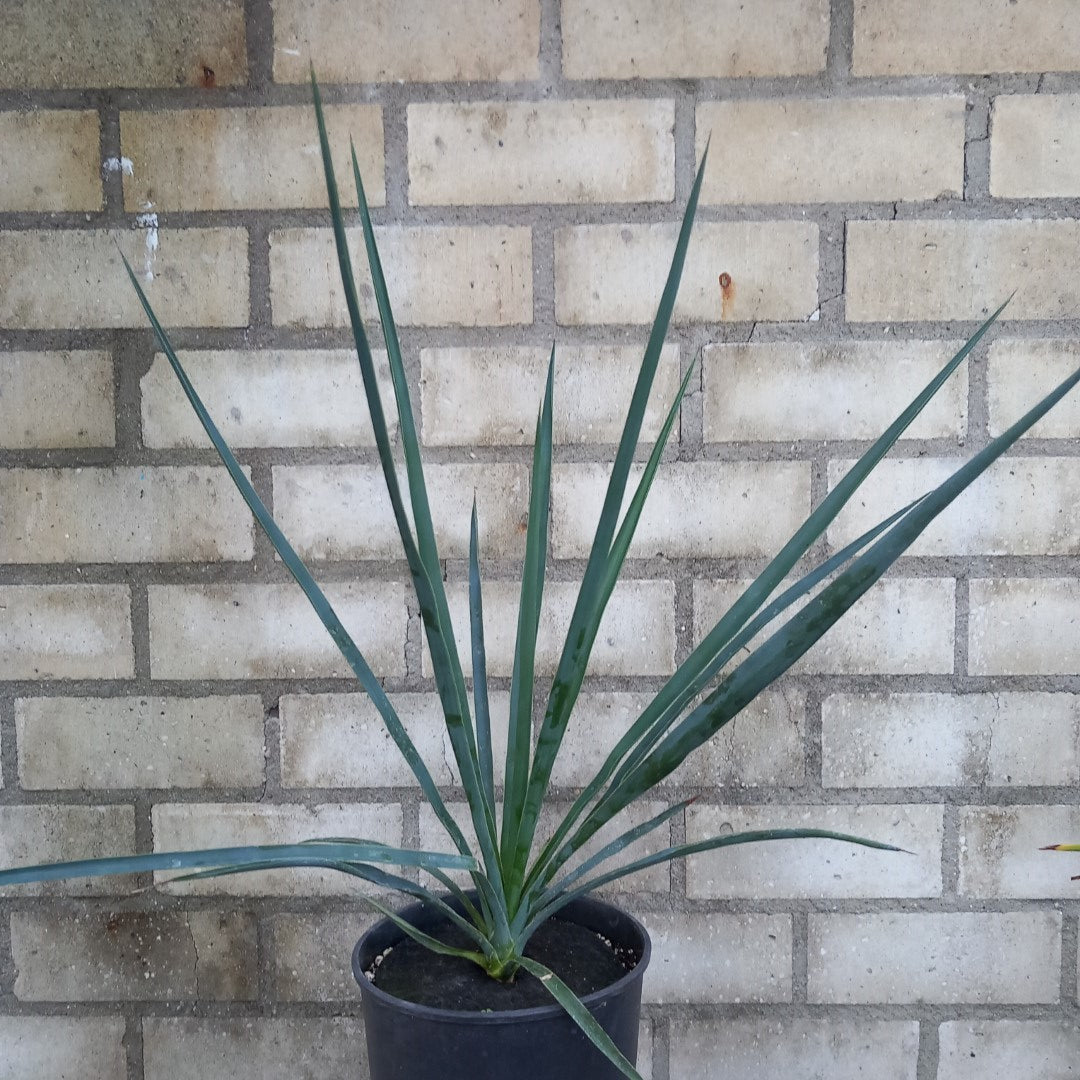 Yucca hybride linearifolia galeana x treculeana plant/total 45/66 cm (No. 3)