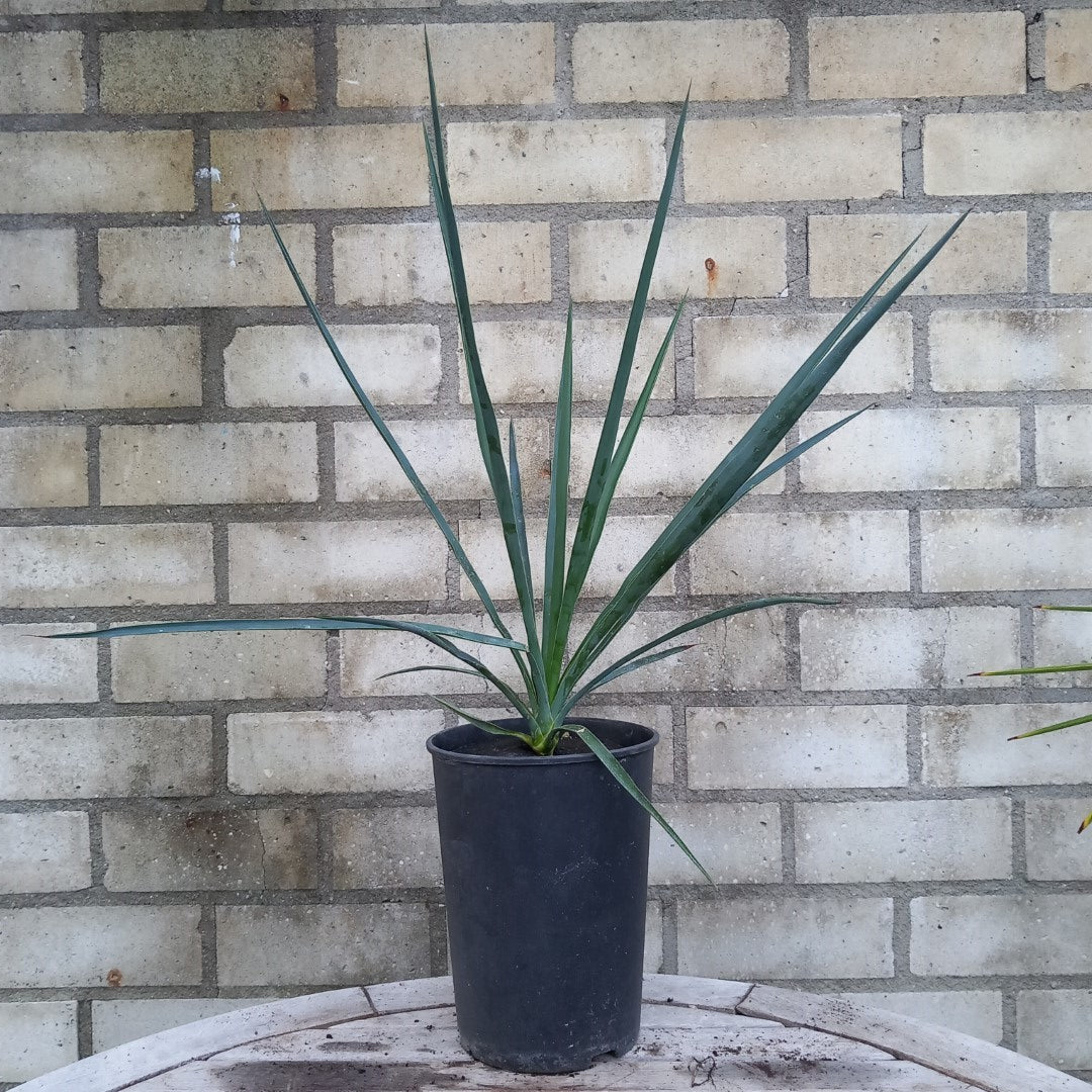 Yucca hybride linearifolia galeana x treculeana plant/total 45/66 cm (No. 3)