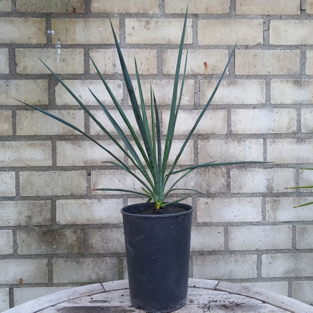 Yucca hybride linearifolia galeana x treculeana plant/total 45/66 cm (No. 3)