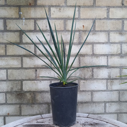 Yucca hybride linearifolia galeana x treculeana plant/total 45/66 cm (No. 3)