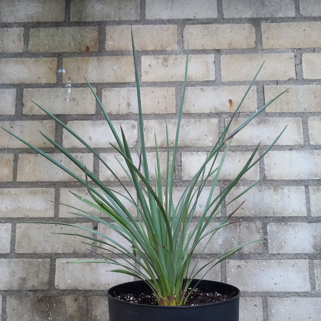 Yucca peninsularis, plant/total 45/65 cm (No. 1)