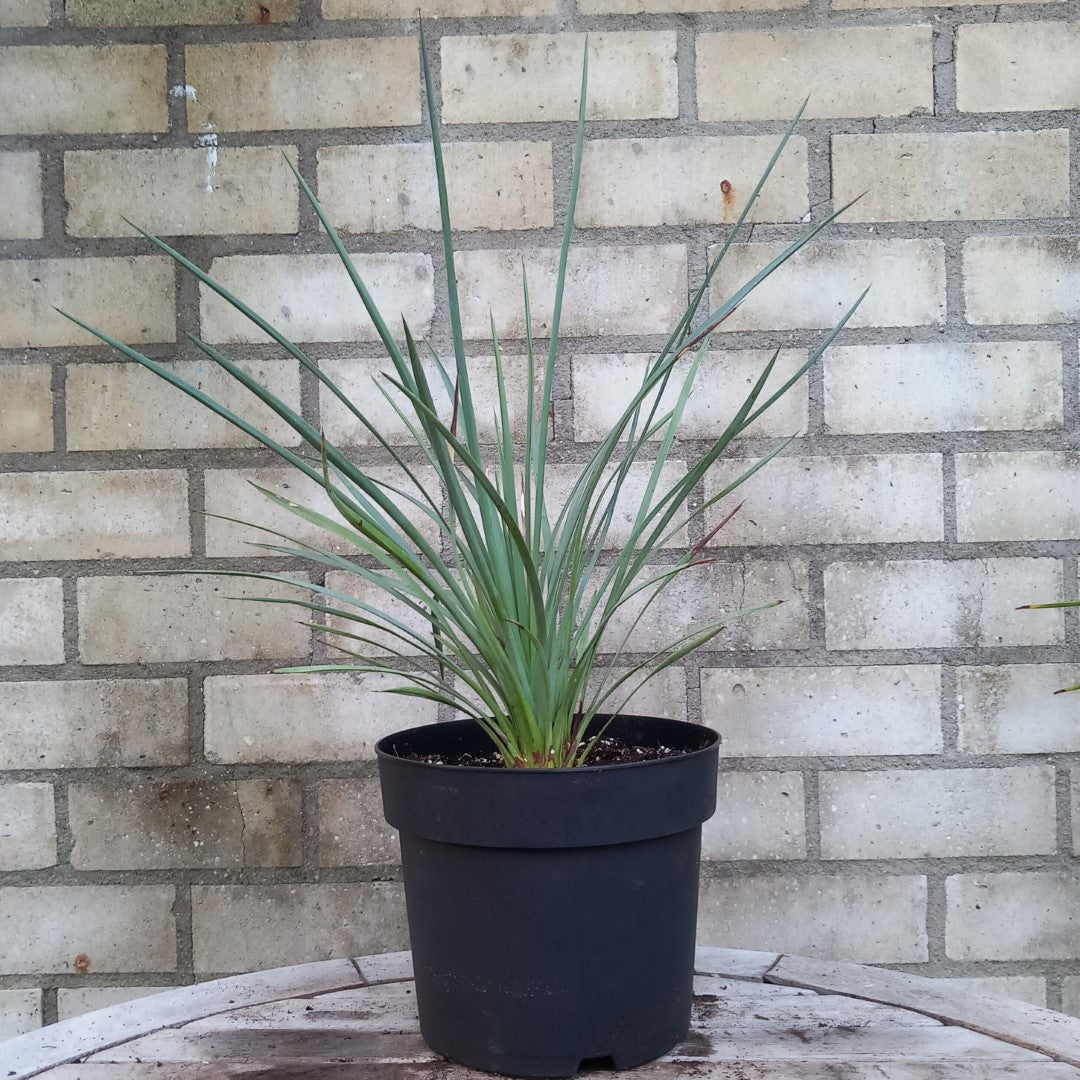 Yucca peninsularis, plant/total 45/65 cm (No. 1)