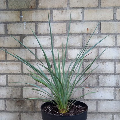 Yucca peninsularis, plant/total 45/65 cm (No. 1)