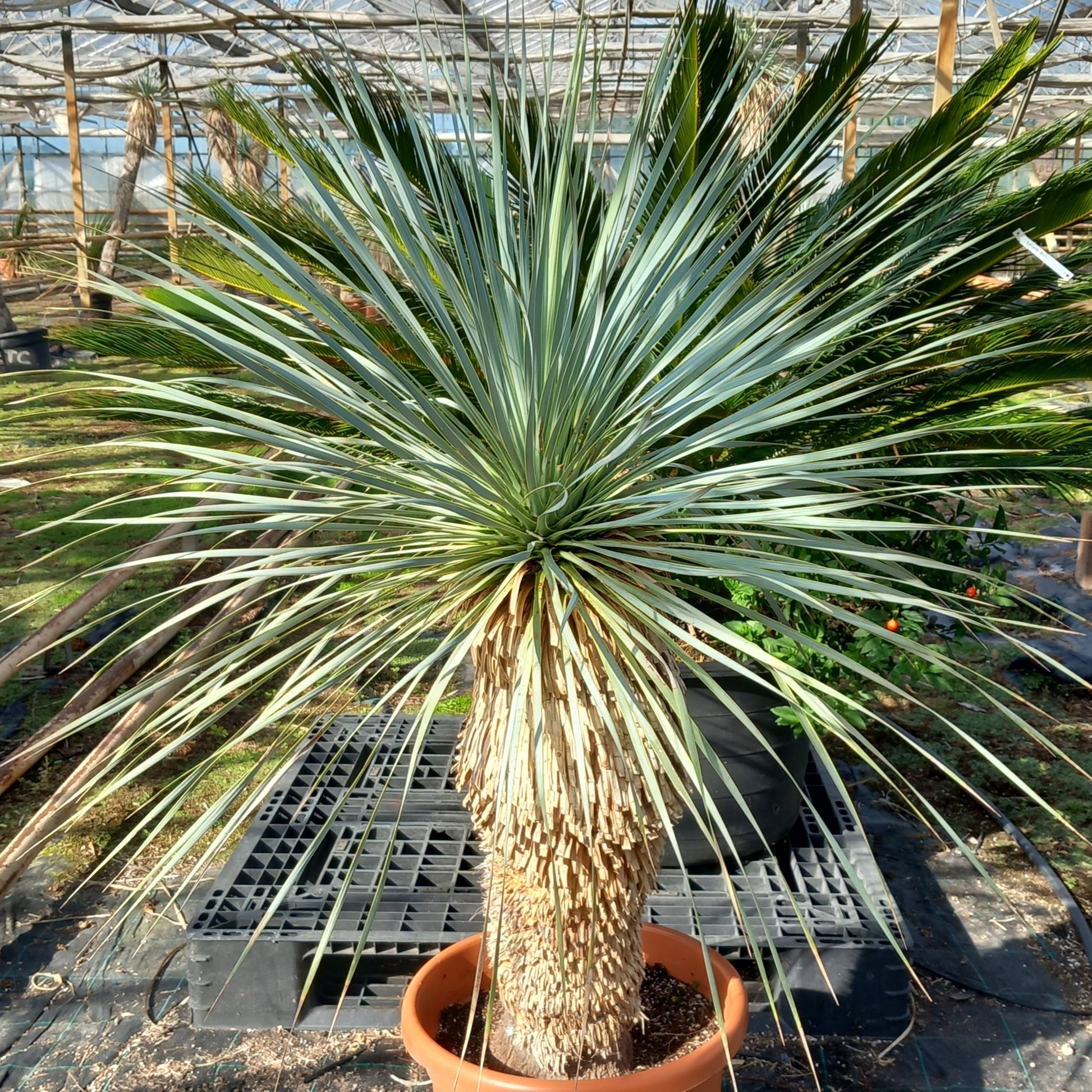 Yucca rostrata sp. Quatro Cienegas, stem/plant/total 70/115/140 cm (23-01)