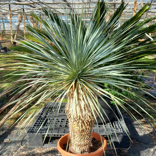 Yucca rostrata sp. Quatro Cienegas, stem/plant/total 70/115/140 cm (23-01)