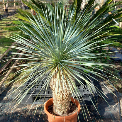 Yucca rostrata sp. Quatro Cienegas, stem/plant/total 70/115/140 cm (23-01)