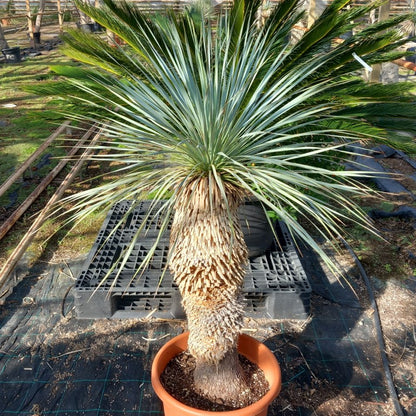Yucca rostrata sp. Quatro Cienegas, stem/plant/total 70/115/140 cm (23-01)