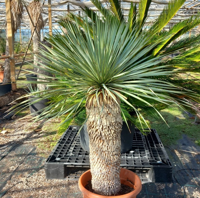 Yucca rostrata sp. Quatro Cienegas, stem/plant/total 75/115/140 cm (23-02)