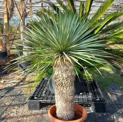 Yucca rostrata sp. Quatro Cienegas, stem/plant/total 75/115/140 cm (23-02)