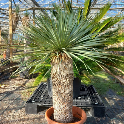 Yucca rostrata sp. Quatro Cienegas, stem/plant/total 75/115/140 cm (23-02)