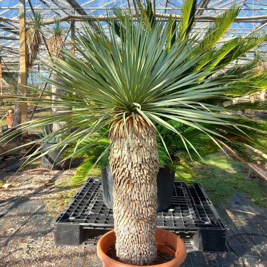 Yucca rostrata sp. Quatro Cienegas, stem/plant/total 75/115/140 cm (23-02)