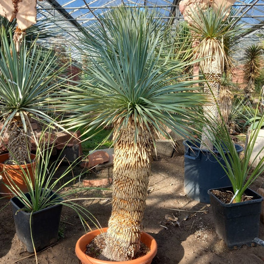 Yucca rostrata, stem/plant/total 75/110/150 cm (MT01)