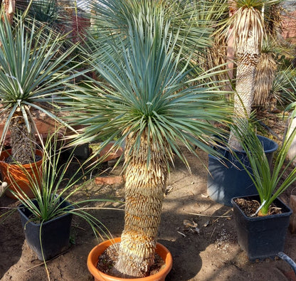 Yucca rostrata, stem/plant/total 75/110/150 cm (MT01)