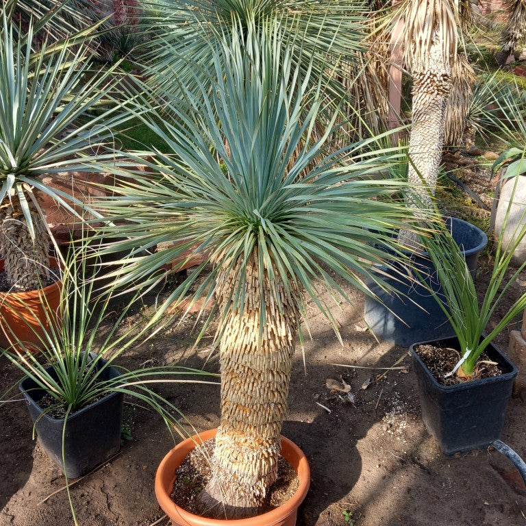 Yucca rostrata, stem/plant/total 75/110/150 cm (MT01)