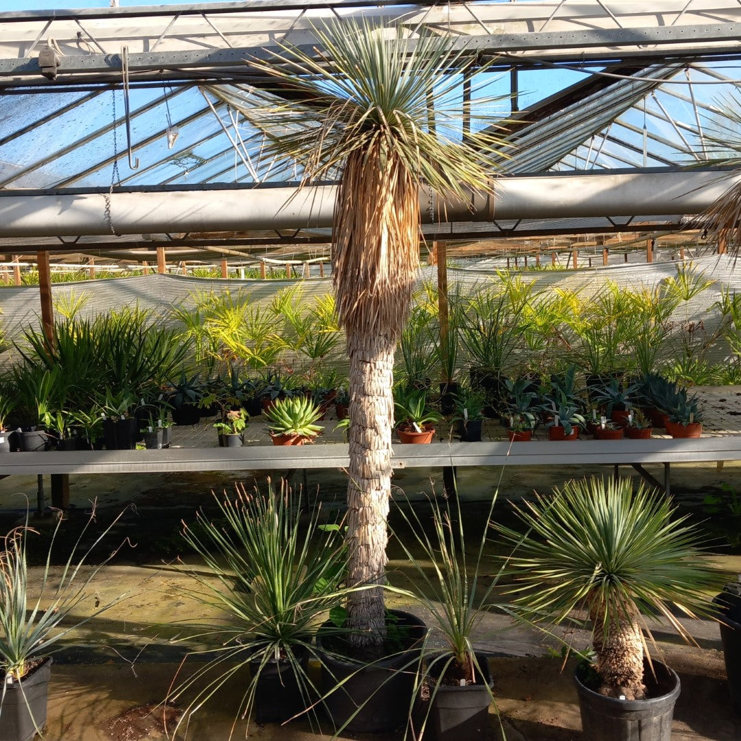 Yucca rostrata XXL, stem/plant/total  210/260/290 cm (MX02)