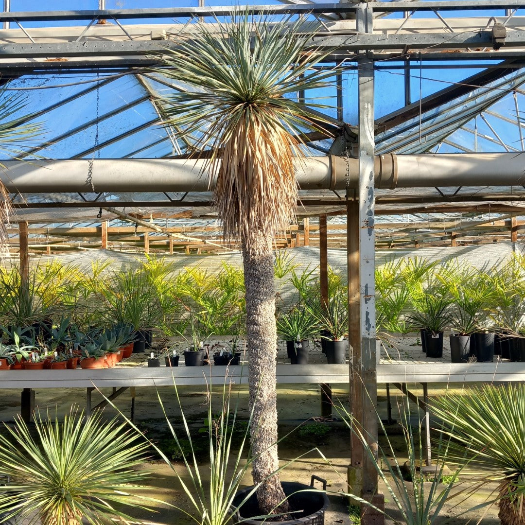 Yucca rostrata XXL, stem/plant/total  200/230/260 cm (MX04)