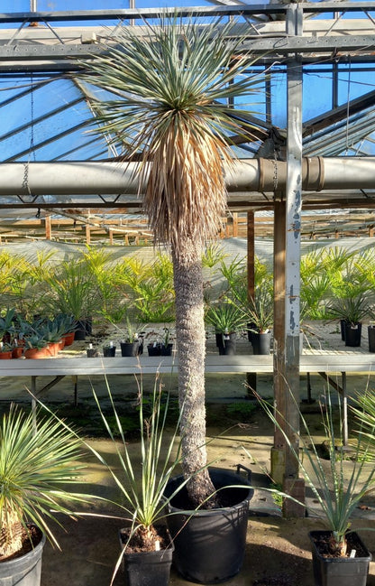 Yucca rostrata XXL, stem/plant/total  200/230/260 cm (MX04)