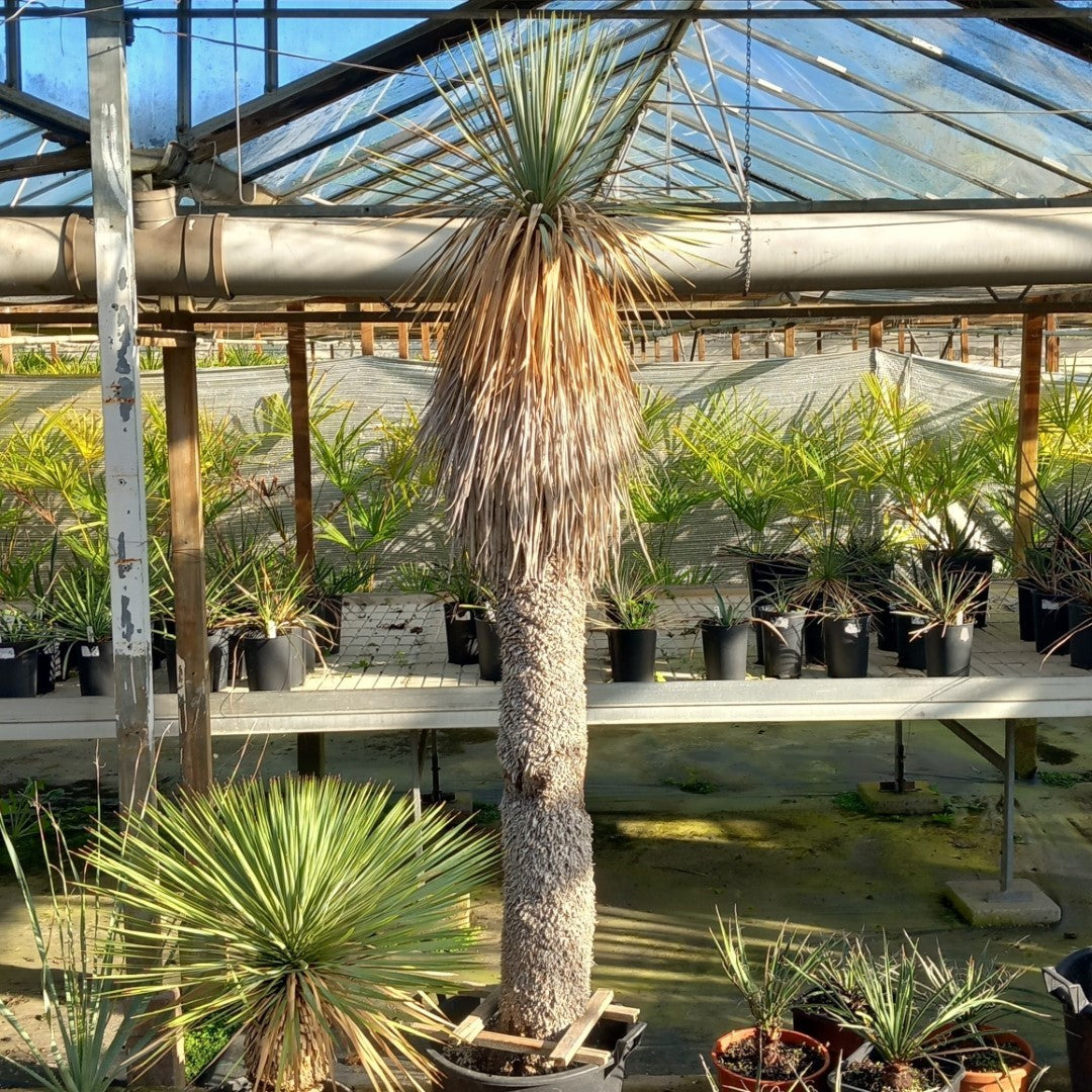Yucca Rstrata Yucca rostrata – Tropical Centre