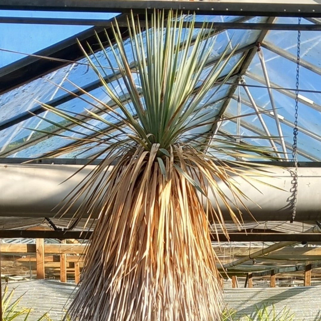 Yucca rostrata XXL, stem/plant/total 190/230/250 cm (MX05)