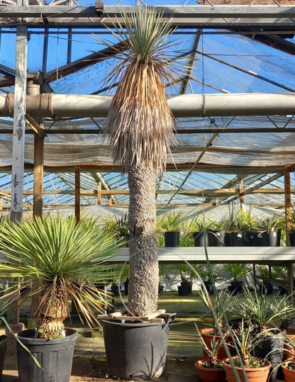 Yucca rostrata XXL, stem/plant/total 190/230/250 cm (MX05)