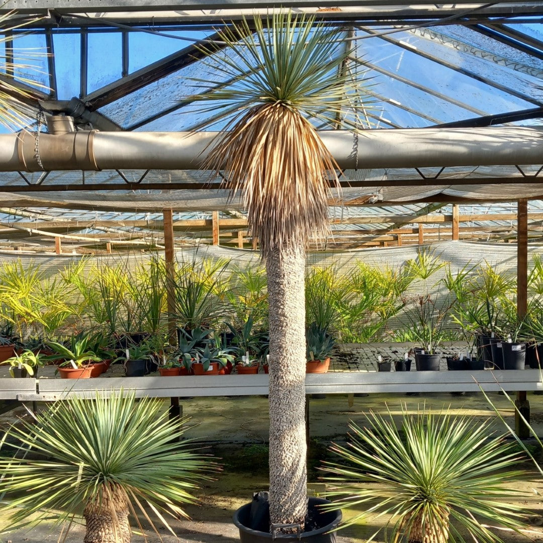 Yucca rostrata XXL, stem/plant/total  190/225/250 cm (MX03)