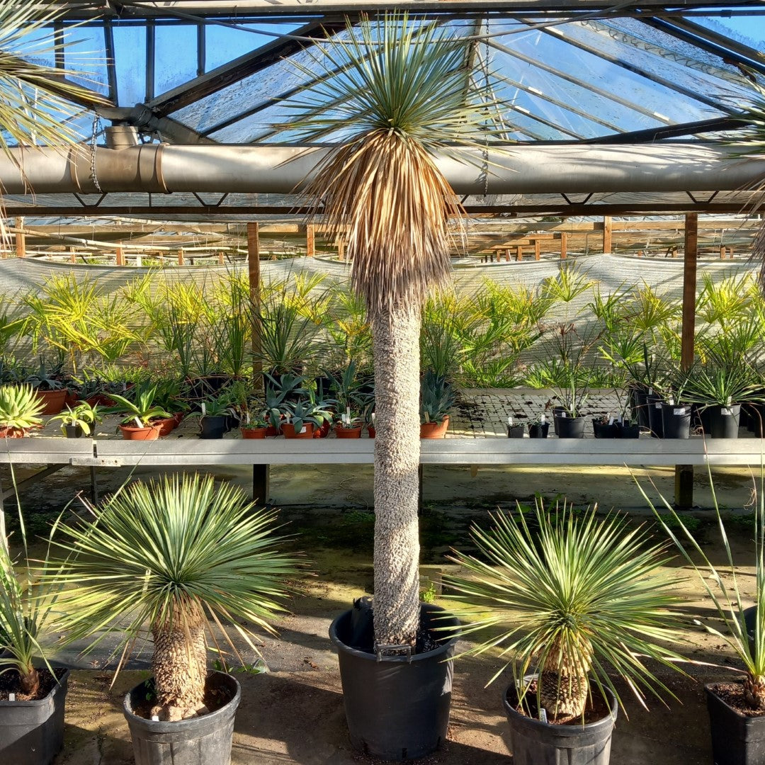 Yucca rostrata XXL, stem/plant/total  190/225/250 cm (MX03)