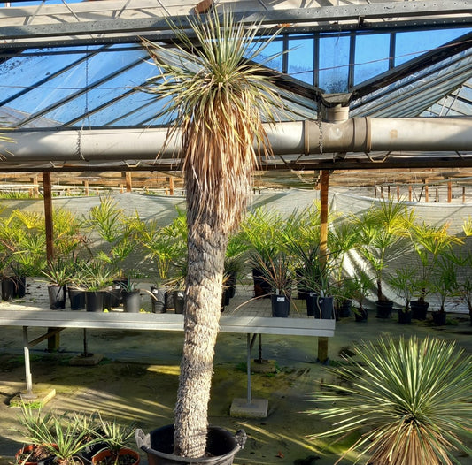 Yucca rostrata XXL, stem/plant/total 200/230/260 cm (MX06)