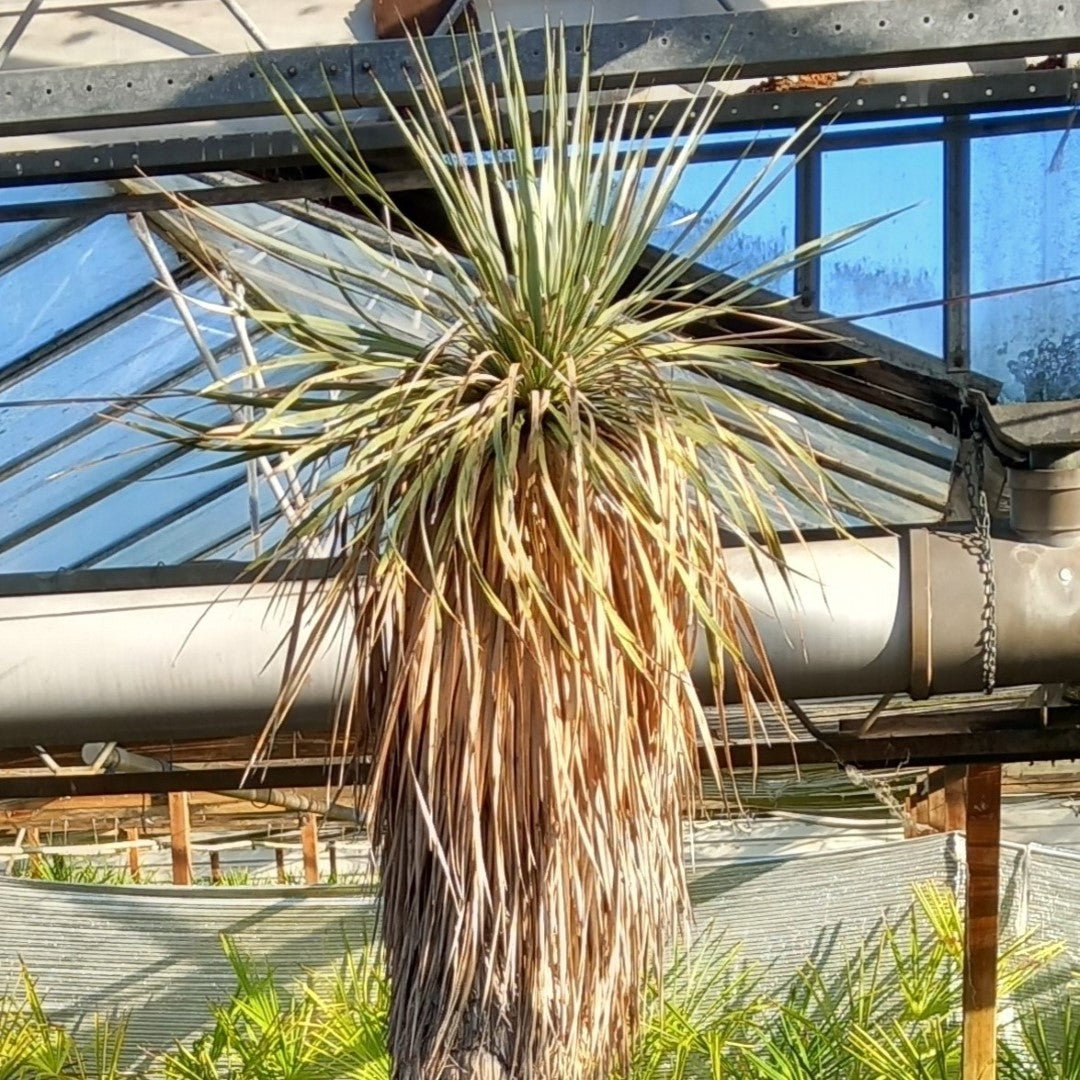Yucca rostrata XXL, stem/plant/total 200/230/260 cm (MX06)