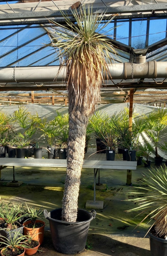 Yucca rostrata XXL, stem/plant/total 200/230/260 cm (MX06)