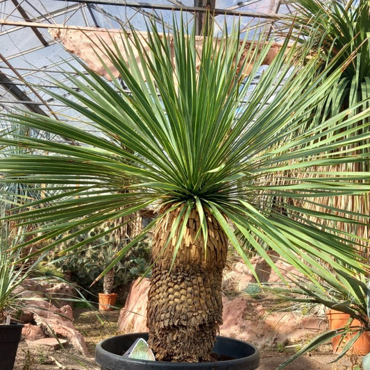 Yucca rostrata, stem/plant/total 45/75/105 cm, pot Ø 36 cm (PL01)
