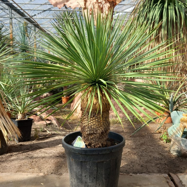 Yucca rostrata, stem/plant/total 45/75/105 cm, pot Ø 36 cm (PL01)