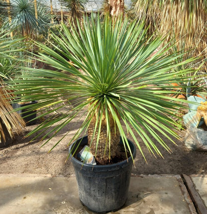 Yucca rostrata, stem/plant/total 45/75/105 cm, pot Ø 36 cm (PL01)
